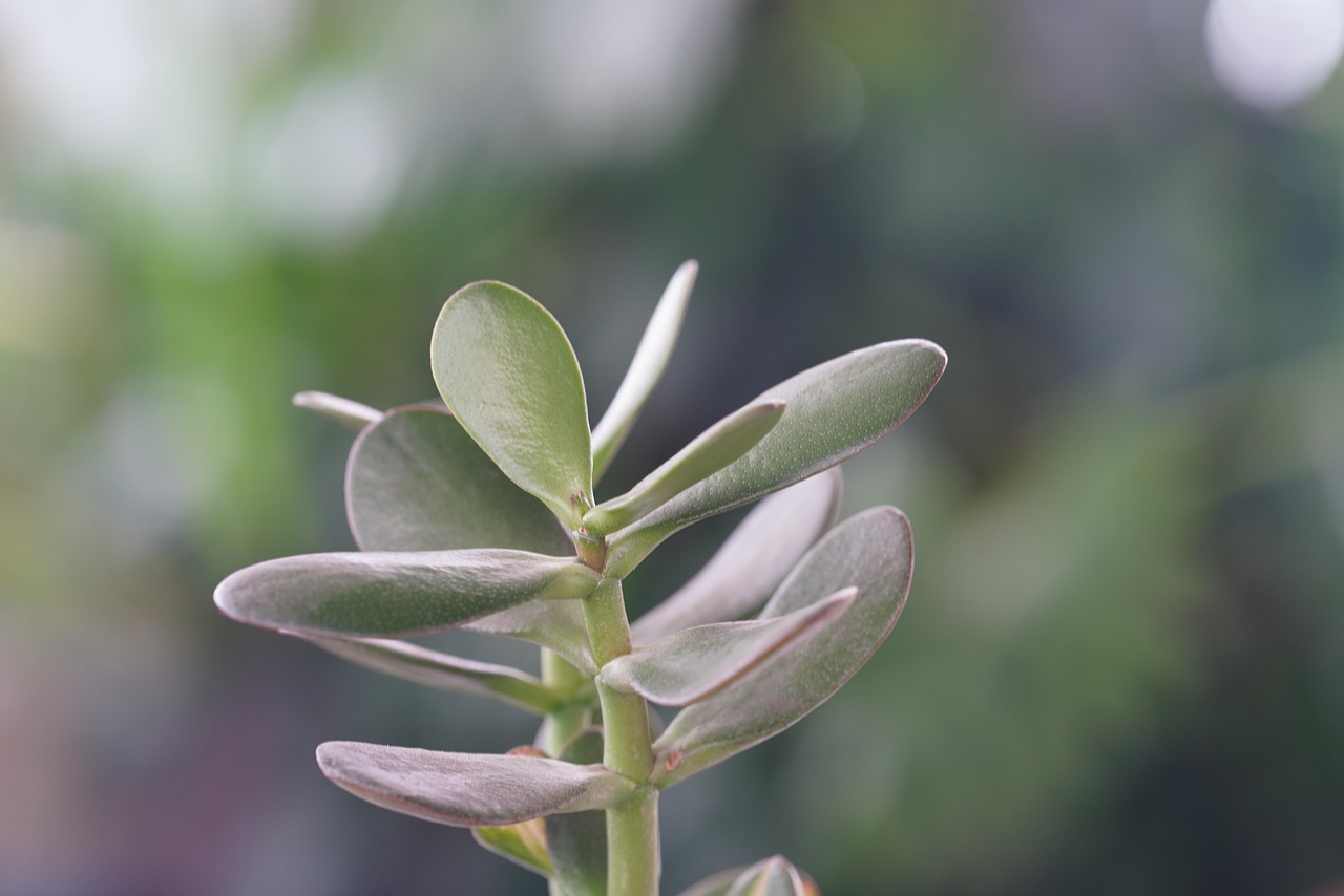 Fioritura dell'Albero di Giada con fiori verdi e foglie succulente in un giardino soleggiato.