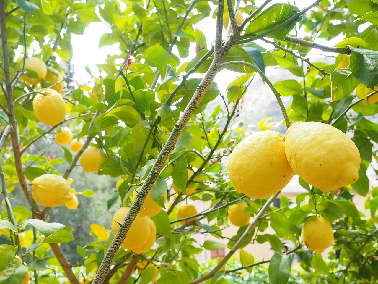Limone in fiore con foglie verdi, rappresenta il miglior concime per una fioritura sana e rigogliosa.